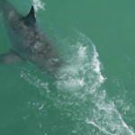 Shark Diving South Africa