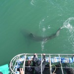 shark cage diving cape town