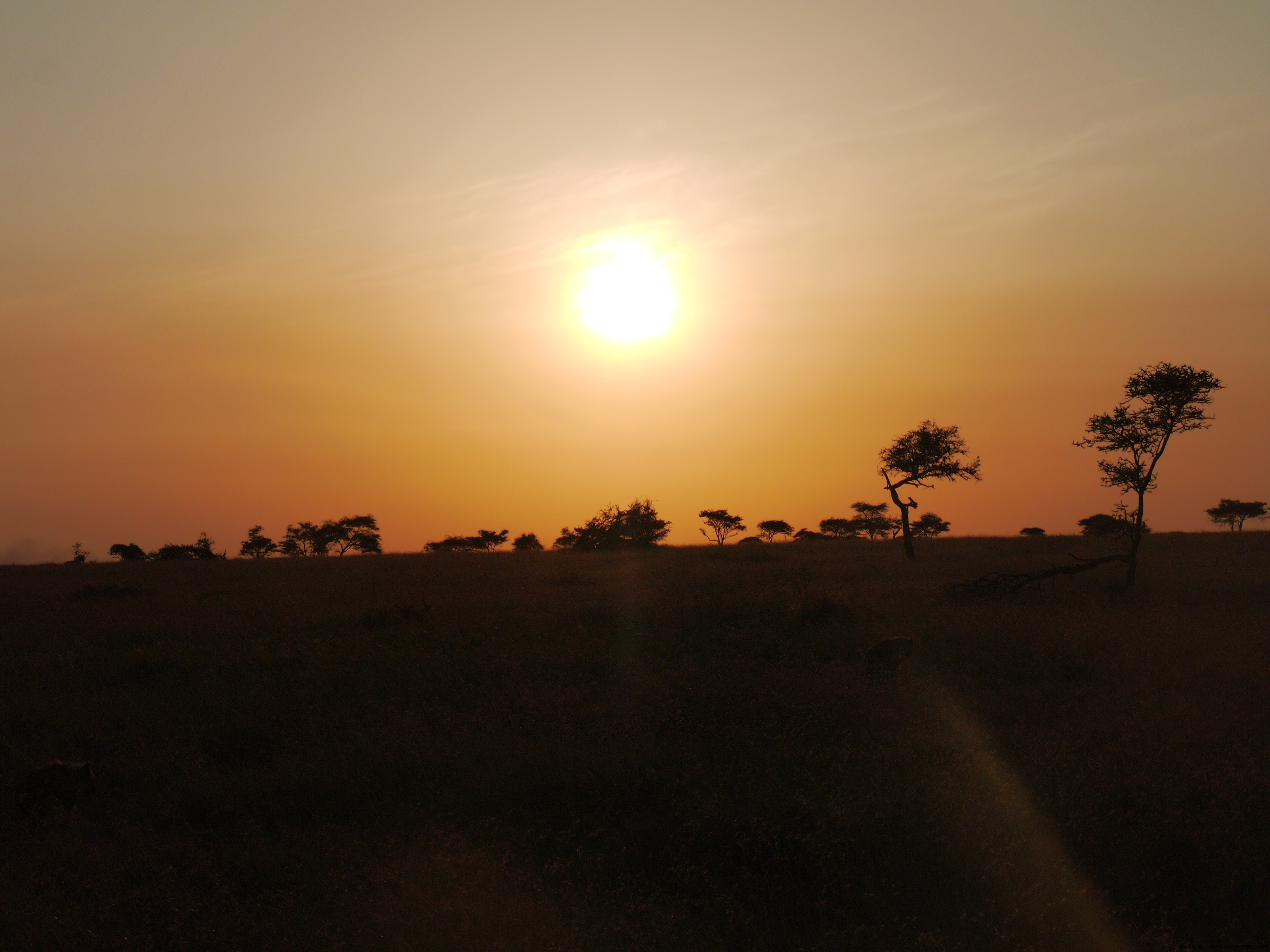 Serengeti Sunrise 