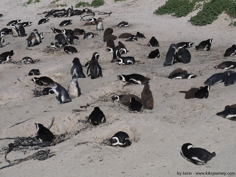 boulders beach cape town penguins