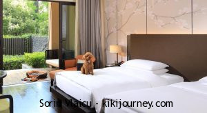 Guide to Pet Friendly Hotels in Shanghai (2024 Updated)