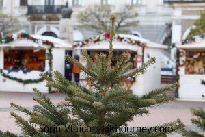 Experience the Magic of the Timisoara Christmas Market: A Festive Guide
